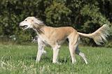 SALUKI 049